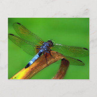 Blue Dragonfly Briefkaart