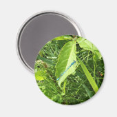 Blue Dragonfly Magnet (Recto/Verso)