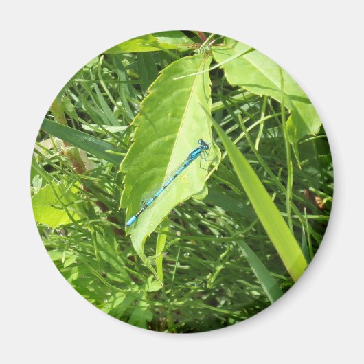 Blue Dragonfly Magnet (Devant)