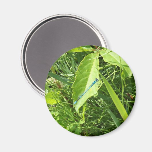 Blue Dragonfly Magnet Magneet (Voorkant / Achterkant)