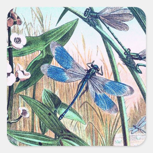 Blue Dragonfly op de  afbeelding van de vijver Vierkante Sticker (Voorkant)