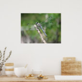Blue Dragonfly op Perch Poster (Keuken)