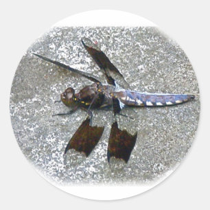 Blue Dragonfly Ronde Sticker