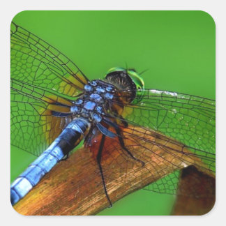 Blue Dragonfly Vierkante Sticker