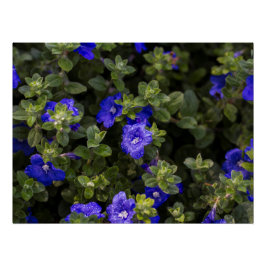 Blue Dwarf Morning Glory Print Perfect Poster