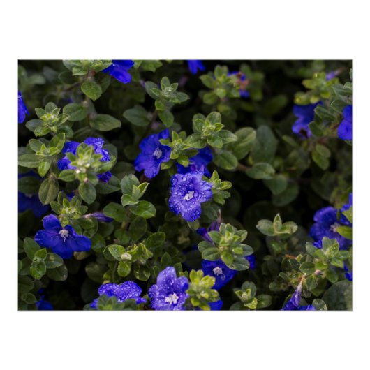 Blue Dwarf Morning Glory Print Perfect Poster (Voorkant)