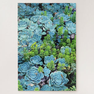 Blue Echeveria Imbricata & Green Sedum Succulent Legpuzzel