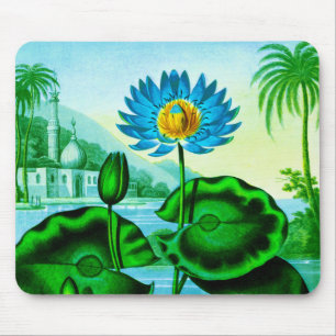 Blue Egyptian Water Lily / Lotus Illustration Muismat