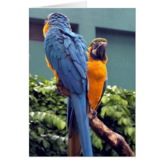 Blue- en Gold-macrokaart