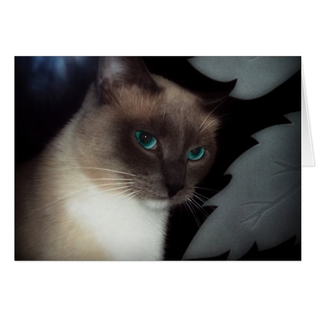 BLUE EYE BELLA (Devant horizontal)