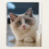 Blue Eyed (Devant)