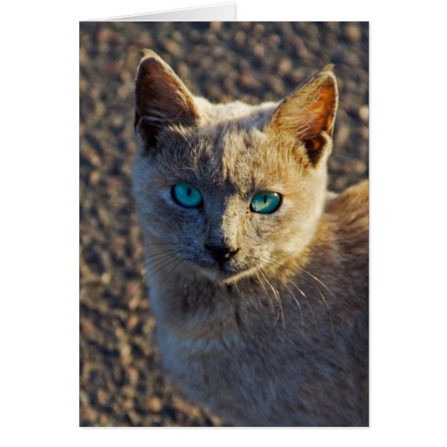 Blue Eyed (Devant)