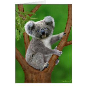 Blue-Eyed Baby Koala Beer