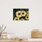 Blue Eyed Beauty African Daisy Osteospermum Poster (Cuisine)