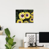Blue Eyed Beauty African Daisy Osteospermum Poster (Bureau à domicile)