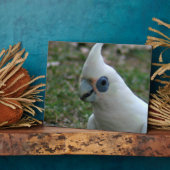 Blue Eyed Cockatau Fotoplaat (Zijkant)