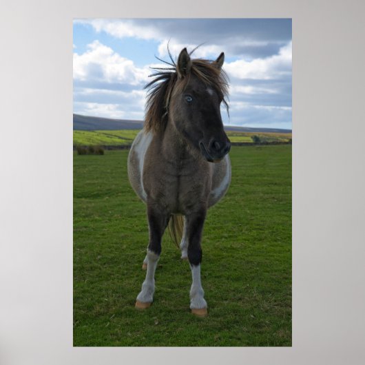 Blue Eyed Dartmoor Pony Poster (Voorkant)