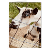 blue eyed goat (Devant)