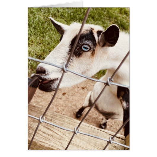 blue eyed goat (Devant)