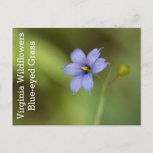 Blue Eyed Grass Virginia Wildflower Briefkaart (Voorkant)