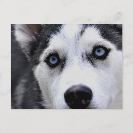 Blue Eyed Husky Briefkaart (Voorkant)
