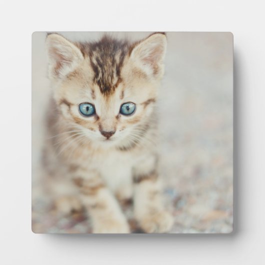 Blue Eyed Kat Fotoplaat (Voorkant)