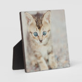 Blue Eyed Kat Fotoplaat (Voorkant)