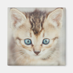 Blue Eyed Kat Magneet