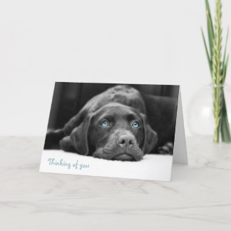 Blue Eyed Labrador Black en White Photo Cards Kaart