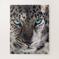 Blue Eyed Leopard Photography Art