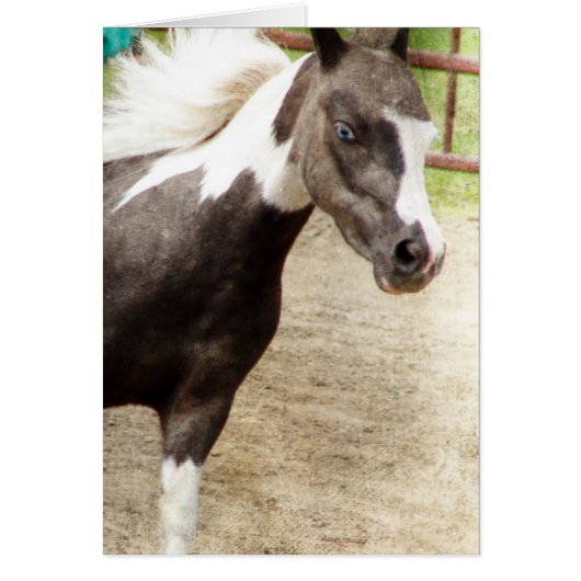 Blue Eyed Mini dans la classe Liberty (Devant)