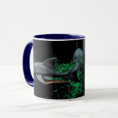 Blue-Eyed Pleco , Panaque cochliodon Mok (Voorkant links)