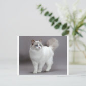 Blue-Eyed Ragdoll Cat Purfection Briefkaart (Staand voorkant)