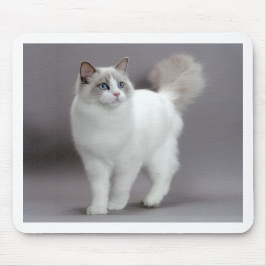 Blue-Eyed Ragdoll Cat Purfection Muismat (Voorkant)