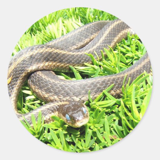 Blue Eyed Snake ~ autocollant (Devant)