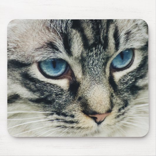 Blue-Eyed Tabby Cat Close-up Muismat (Voorkant)