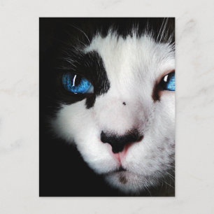 Blue Eyed Tuxedo Cat Close Briefkaart