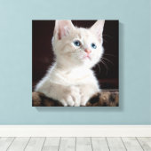 Blue Eyed White Kitten Canvas Afdruk (Insitu (Houten vloer))