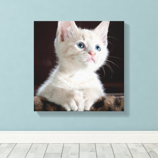 Blue Eyed White Kitten Canvas Afdruk (Insitu (Houten vloer))