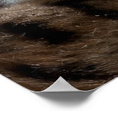 Blue Eyed White Kitten Poster (Hoek)