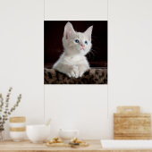 Blue Eyed White Kitten Poster (Keuken)