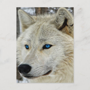 Blue Eyed White Wolf Briefkaart