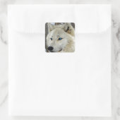 Blue Eyed White Wolf Square Stickers (Tas)