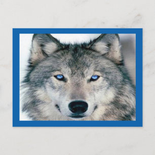 Blue Eyed Wolf Briefkaart