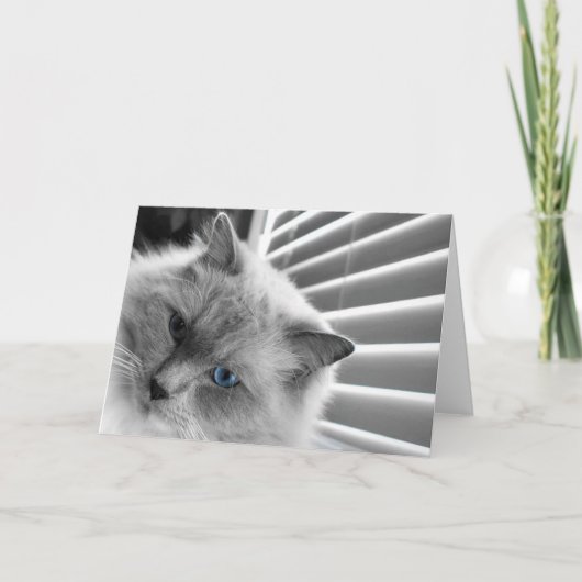 Blue Eyes, carte (Devant)