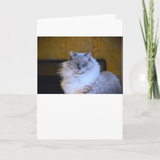 Blue Eyes, carte (Devant)