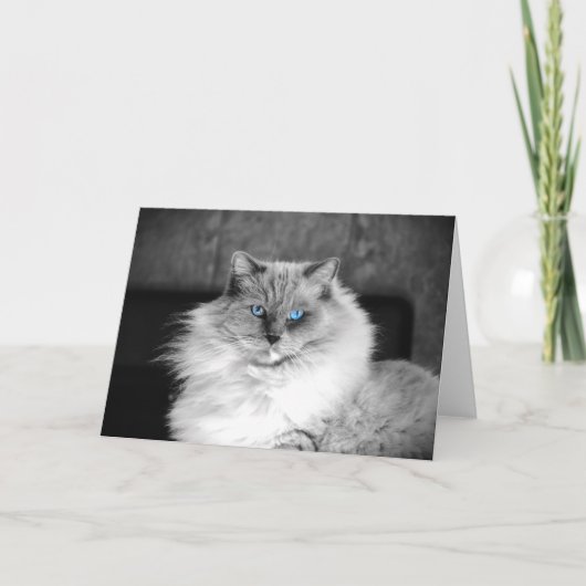 Blue Eyes, carte (Devant)