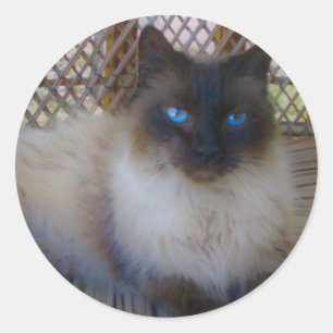 Blue Eyes Kat Collectie Ronde Sticker