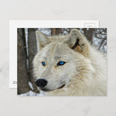 Blue Eyes White Wolf Briefkaart (Voorkant / Achterkant)