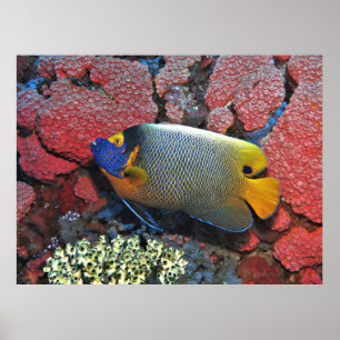 Blue Face Angelfish Poster